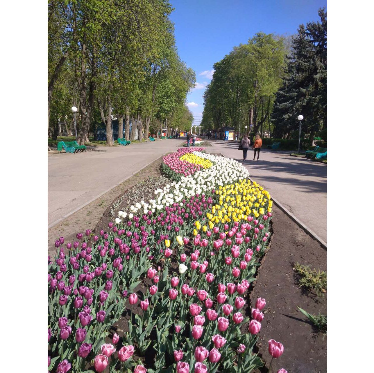У Вінниці на алеях Центрального парку розквітли сорок тисяч тюльпанів